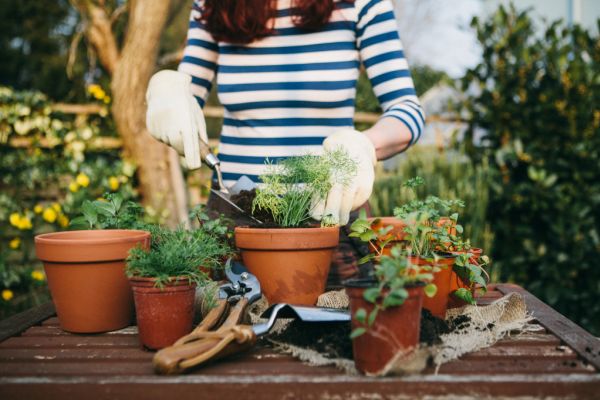 Starting your own successful urban garden!