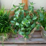 8 easiest and must-have herbs to grow at home