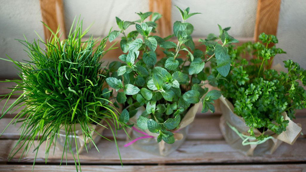 8 easiest and must-have herbs to grow at home